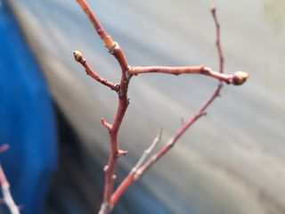 여우내 이순홍님의 블루베리 · 자유게시판 작성글 사진