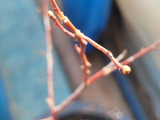 여우내 이순홍님의 블루베리 · 자유게시판 작성글 사진