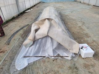 고추총각님의 고추 · 파종•정식 작성글 사진