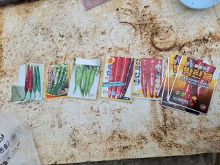 고추총각님의 고추 · 파종•정식 작성글 사진