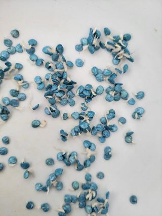 고추총각님의 고추 · 파종•정식 작성글 사진