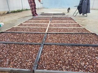 고추총각님의 고추 · 파종•정식 작성글 사진