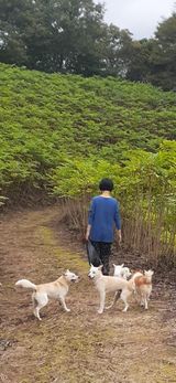 팜모닝 두릅·일상 게시글 이미지