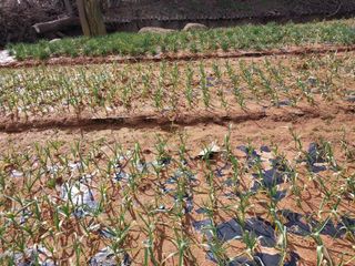 순덕님의 양파 · 자유게시판 작성글 사진