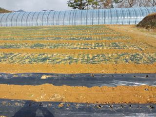 순덕님의 양파 · 자유게시판 작성글 사진