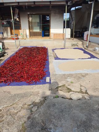 김영복님의 그동안 생산한 농작물은? · 참여글 작성글 사진