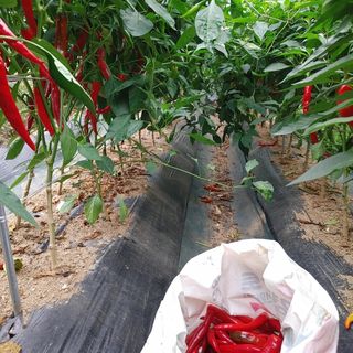 약초를사랑한짱아줌마님의 그동안 생산한 농작물은? · 참여글 작성글 사진