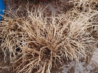 약초를사랑한짱아줌마님의 그동안 생산한 농작물은? · 참여글 작성글 사진