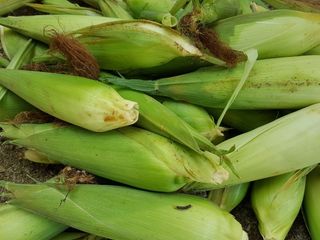 약초를사랑한짱아줌마님의 그동안 생산한 농작물은? · 참여글 작성글 사진