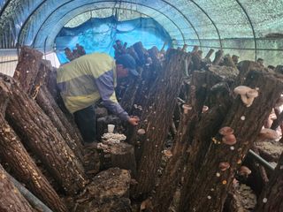 약초를사랑한짱아줌마님의 그동안 생산한 농작물은? · 참여글 작성글 사진