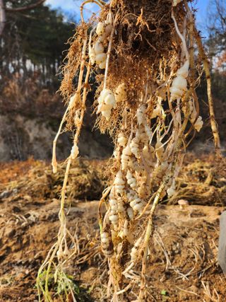 약초를사랑한짱아줌마님의 그동안 생산한 농작물은? · 참여글 작성글 사진