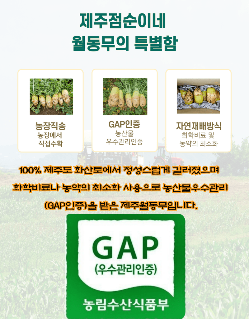 제주대정 방점순님의 장터 판매 상품 [제주도 비세척 월동무 10kg] 첨부 사진