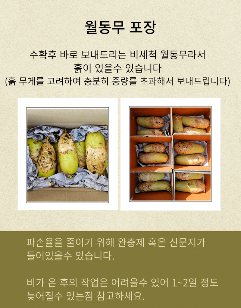 제주대정 방점순님의 장터 판매 상품 [제주도 비세척 월동무 10kg] 첨부 사진