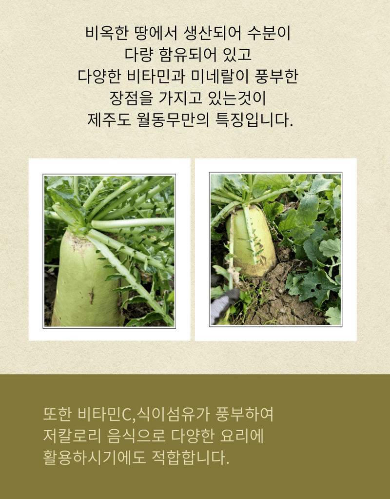 제주대정 방점순님의 장터 판매 상품 [제주도 비세척 월동무 10kg] 첨부 사진