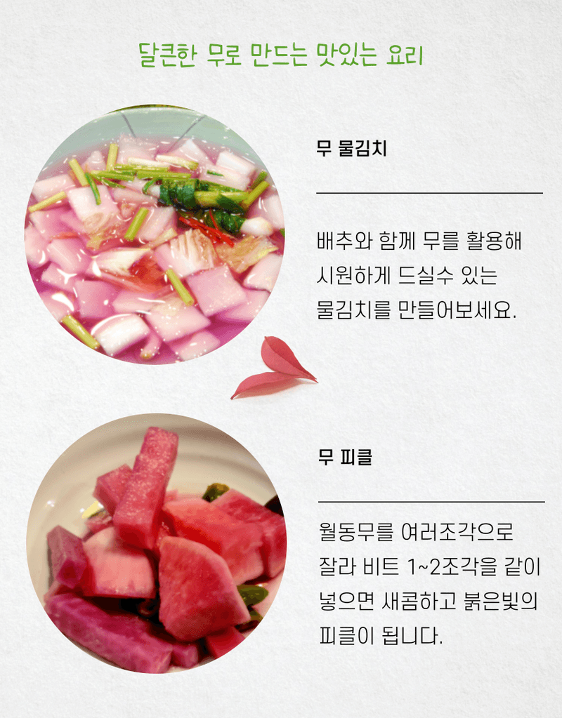 제주대정 방점순님의 장터 판매 상품 [제주도 비세척 월동무 10kg] 첨부 사진