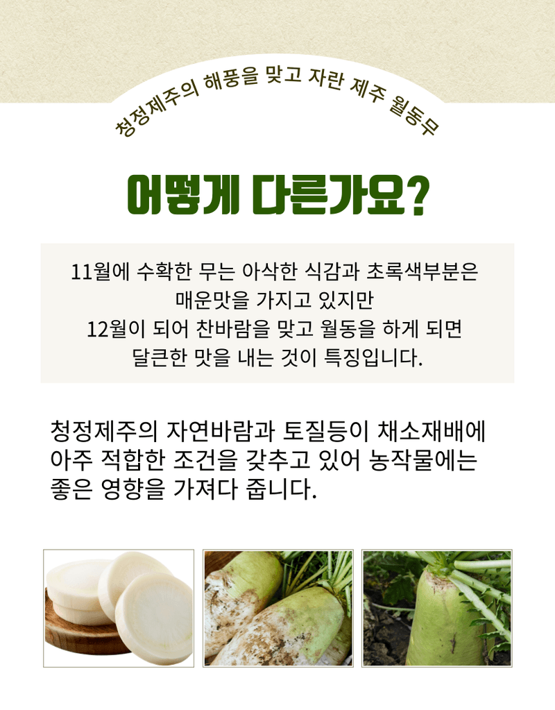 제주대정 방점순님의 장터 판매 상품 [제주도 비세척 월동무 10kg] 첨부 사진