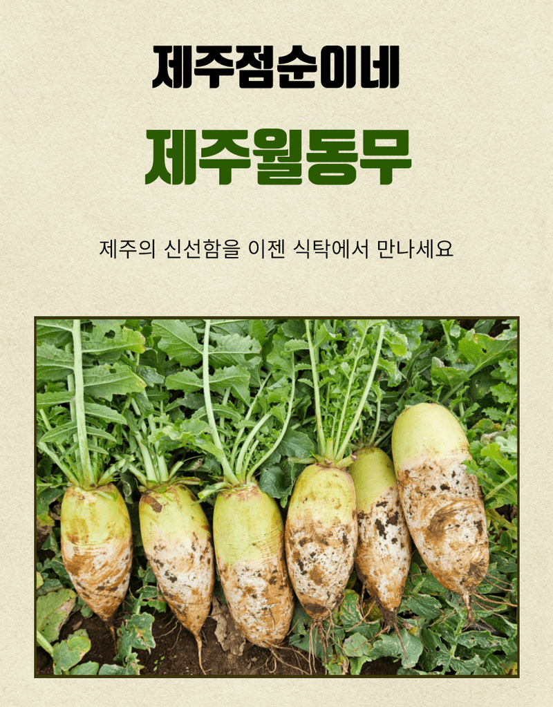제주대정 방점순님의 장터 판매 상품 [제주도 비세척 월동무 10kg] 첨부 사진