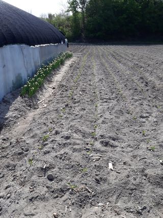 이상근 님의 옥수수 · 영농일지 작성글 사진