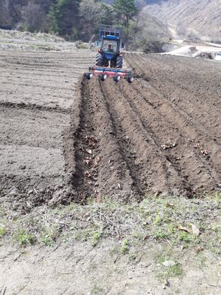 이상근 님의 옥수수 · 영농일지 작성글 사진