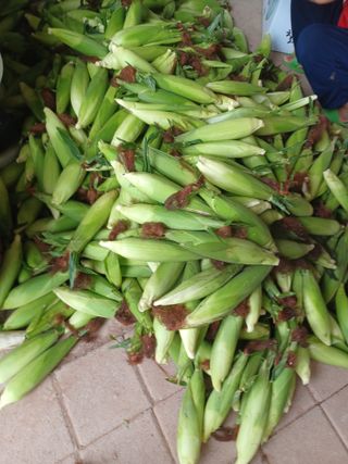 박흥구님의 그동안 생산한 농작물은? · 참여글 작성글 사진