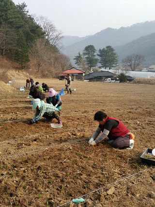 황덕순 님의 농사, 무엇이든 물어보세요! · 참여글 작성글 사진