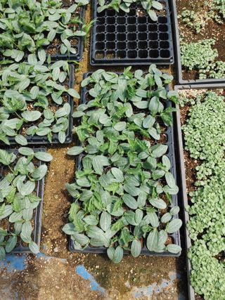 김용무님의 그동안 생산한 농작물은? · 참여글 작성글 사진