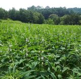 팜모닝 그동안 생산한 농작물은?·참여글 게시글 이미지