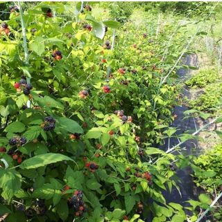 류상후님의 그동안 생산한 농작물은? · 참여글 작성글 사진