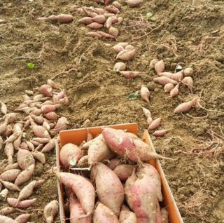 류상후님의 그동안 생산한 농작물은? · 참여글 작성글 사진