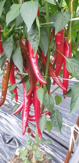 팜모닝 그동안 생산한 농작물은?·참여글 게시글 이미지