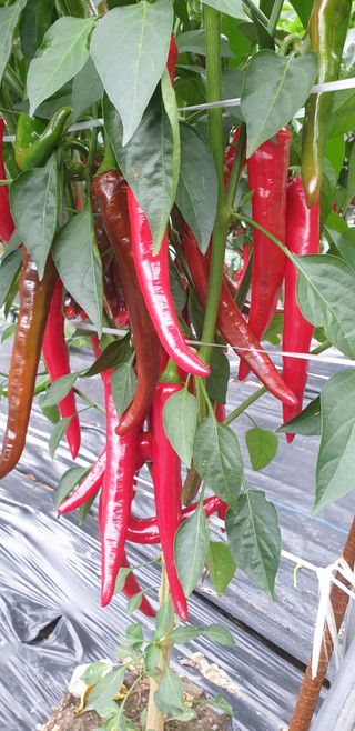 알 수 없음님의 그동안 생산한 농작물은? · 참여글 작성글 사진