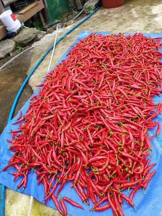 알 수 없음님의 그동안 생산한 농작물은? · 참여글 작성글 사진