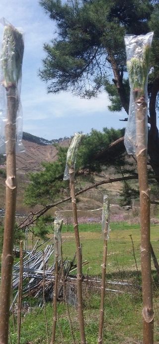 알 수 없음님의 두릅 · 일상 작성글 사진