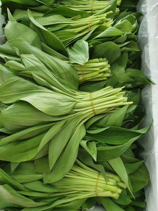 김기자(흰구름농원)님의 그동안 생산한 농작물은? · 참여글 작성글 사진