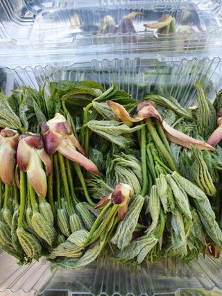 김기자(흰구름농원)님의 그동안 생산한 농작물은? · 참여글 작성글 사진