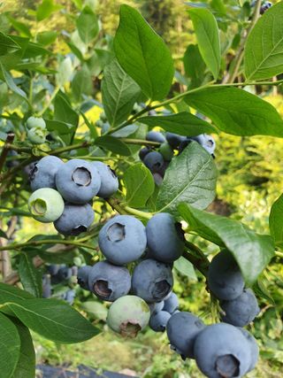 김기자(흰구름농원)님의 그동안 생산한 농작물은? · 참여글 작성글 사진