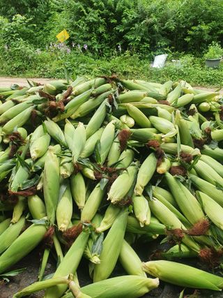 김기자(흰구름농원)님의 그동안 생산한 농작물은? · 참여글 작성글 사진