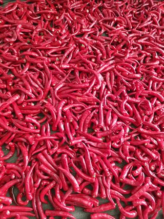 김기자(흰구름농원)님의 그동안 생산한 농작물은? · 참여글 작성글 사진