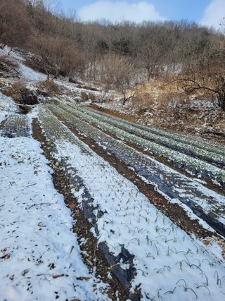 양배추9402님의 마늘 · 병해충상담 작성글 사진