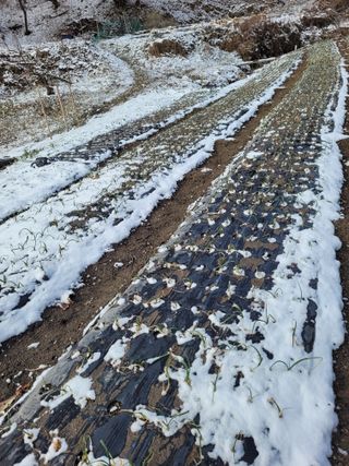 양배추9402님의 마늘 · 병해충상담 작성글 사진