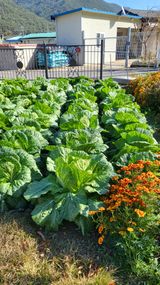 팜모닝 그동안 생산한 농작물은?·참여글 게시글 이미지