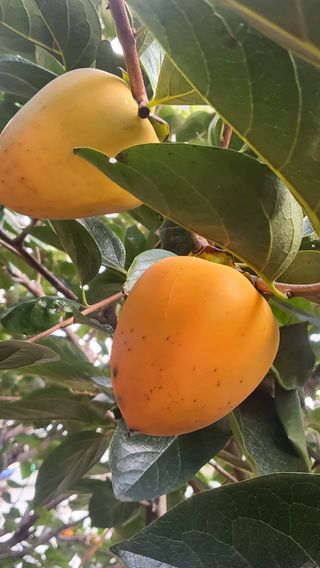 마늘님의 그동안 생산한 농작물은? · 참여글 작성글 사진