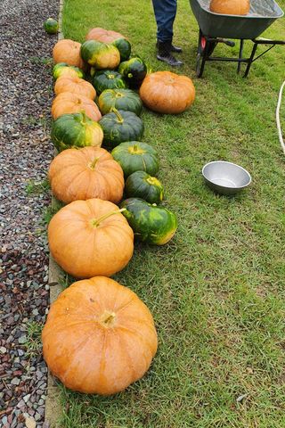 마늘님의 그동안 생산한 농작물은? · 참여글 작성글 사진