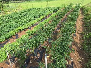 마늘님의 그동안 생산한 농작물은? · 참여글 작성글 사진