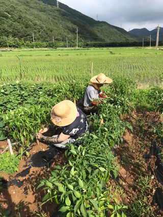 마늘님의 그동안 생산한 농작물은? · 참여글 작성글 사진