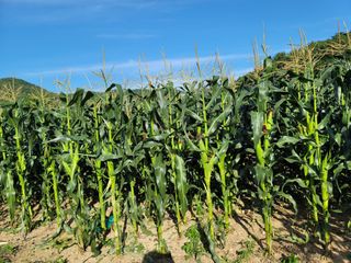 내츄럴팜 채명심님의 그동안 생산한 농작물은? · 참여글 작성글 사진