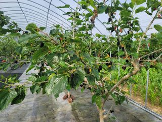 내츄럴팜 채명심님의 그동안 생산한 농작물은? · 참여글 작성글 사진