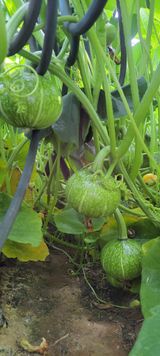 팜모닝 그동안 생산한 농작물은?·참여글 게시글 이미지