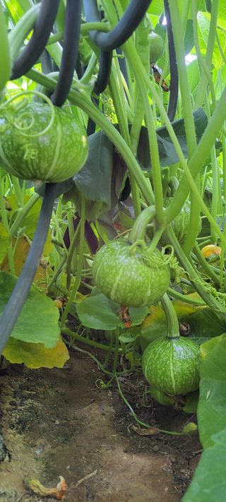 양선옥님의 그동안 생산한 농작물은? · 참여글 작성글 사진