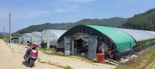 양선옥님의 그동안 생산한 농작물은? · 참여글 작성글 사진